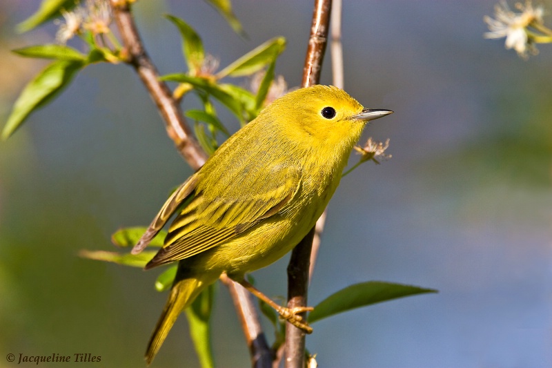 Yellow Warbler - ID: 9959826 © Jacqueline A. Tilles