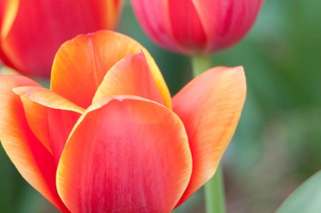 Backyard Tulips