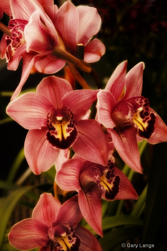 Glowing orchids