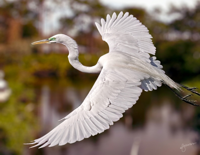 Great Egret in Flight AFTER