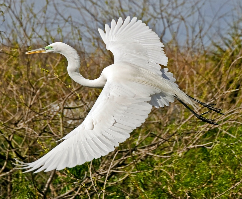 Great Egret in Flight BEFORE