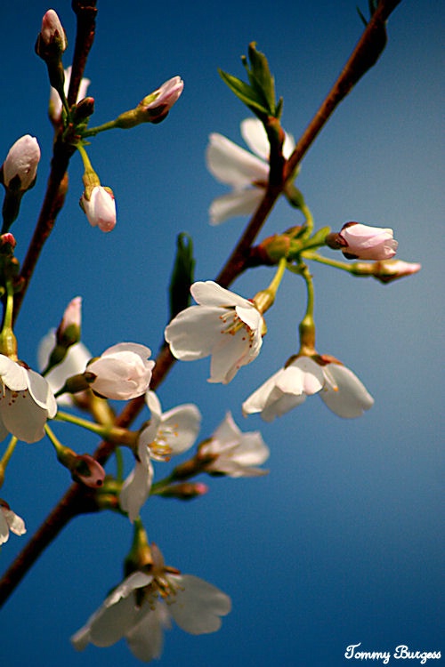 Yoshino Cherry Blossoms