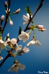 Yoshino Cherry Bl...