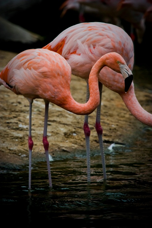 Flamingo