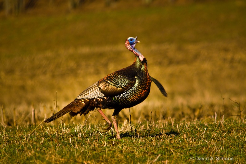 Doing The Strut