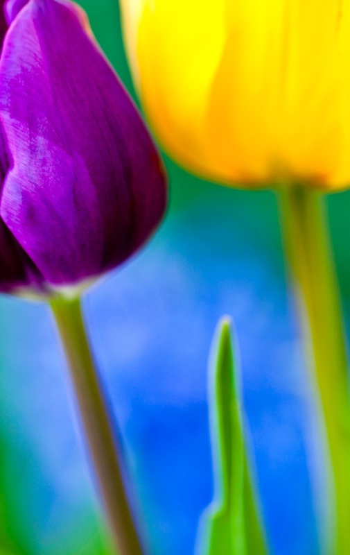 tulip portrait 2  