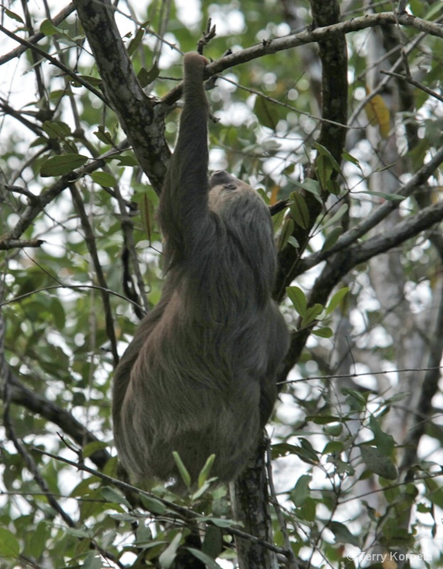 Two Toed Sloth - ID: 9964970 © Terry Korpela