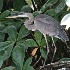 © Terry Korpela PhotoID# 9964972: Great Blue Heron