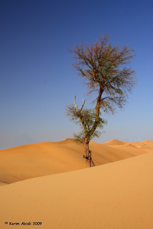 Desert tree