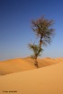 Desert tree