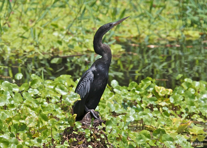 Neotropical Cormorant  - ID: 9965116 © Terry Korpela