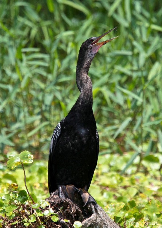 Neotropical Cormorant  - ID: 9965118 © Terry Korpela