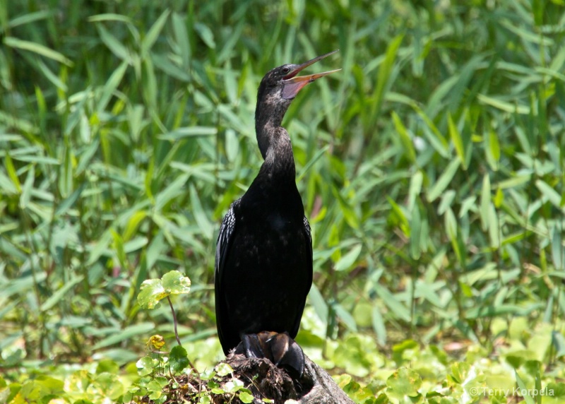 Neotropical Cormorant  - ID: 9965120 © Terry Korpela