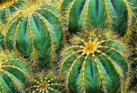 Cactus Detail (Rev)