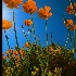 © Rita Hill PhotoID # 9965803: Joy of the morning sun
