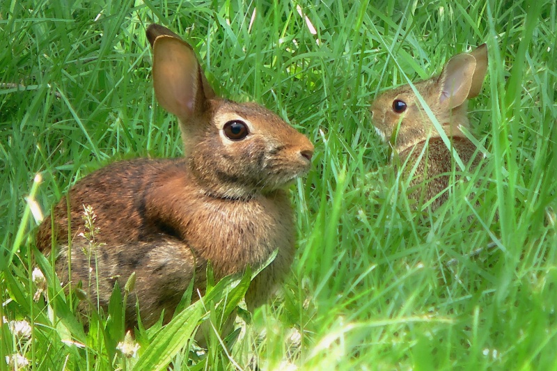 Mama & Baby Hare