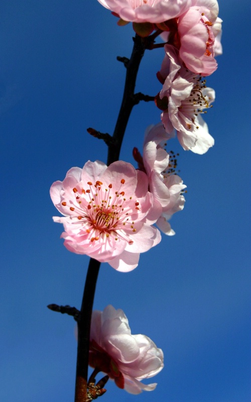 Spring Zen