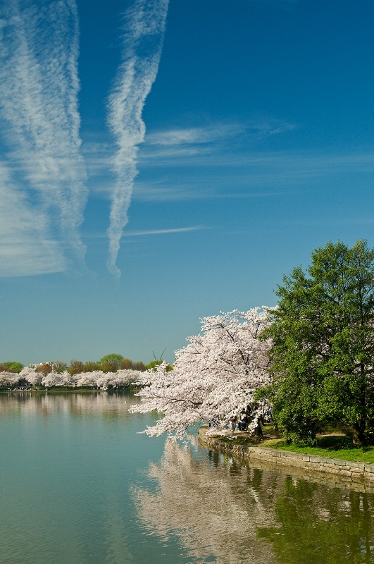 Tidal Basin at Cherry Blossom Time