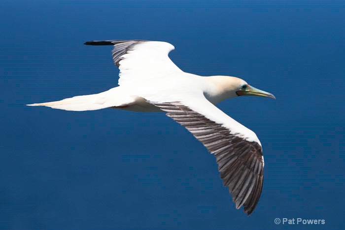 Red-footed Booby - ID: 9968968 © Pat Powers