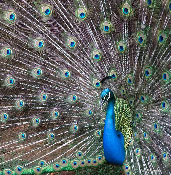 Peacock - ID: 9969045 © Pat Powers
