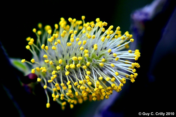 Pussy Willow Details