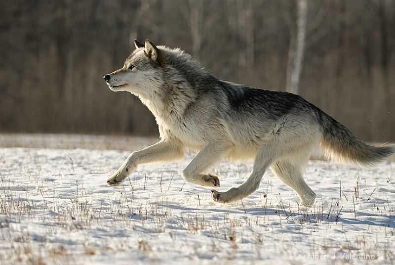 Running Wolf