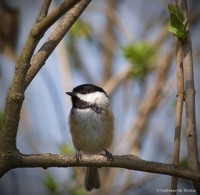 black capped chickadee