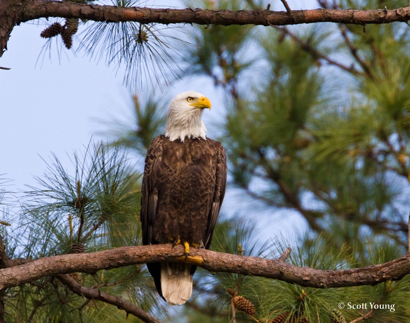Male Eagle, Norfolk Botanical Gardens - ID: 9970223 © Richard S. Young