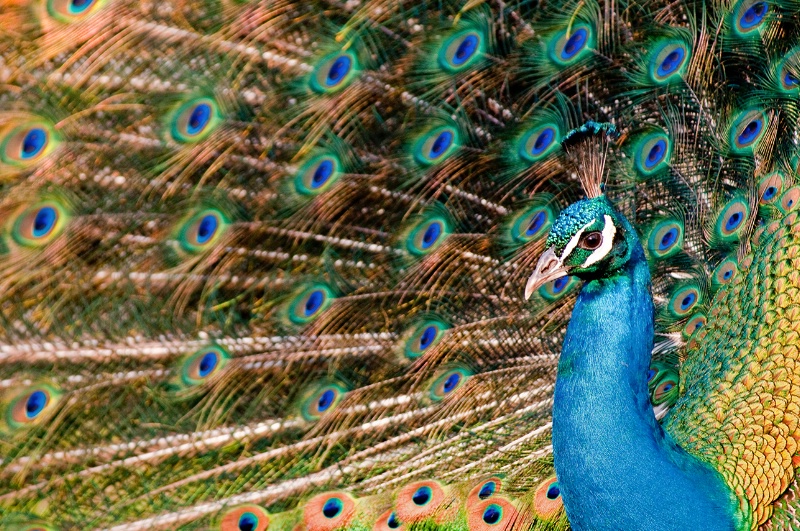 Philadelphia Peacock