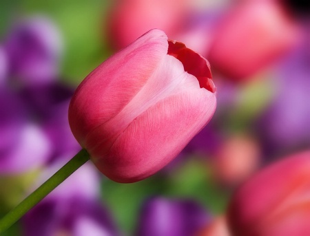 Easter Tulips