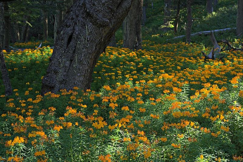 Amancay flowers and old tree trunk