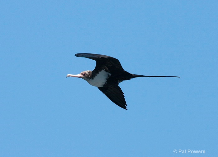 Great Frigatebird - ID: 9970920 © Pat Powers