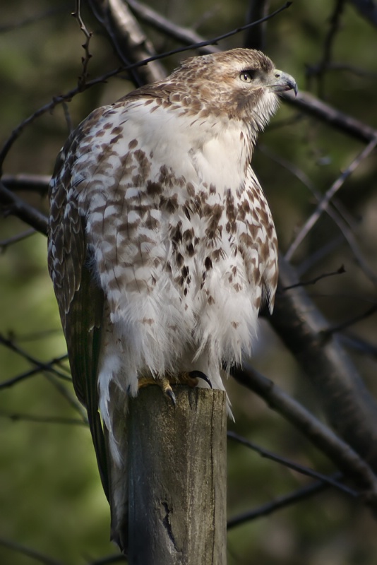 Red Tailed Hawk