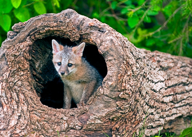 "Peek..." - ID: 9972238 © James R. Lipps