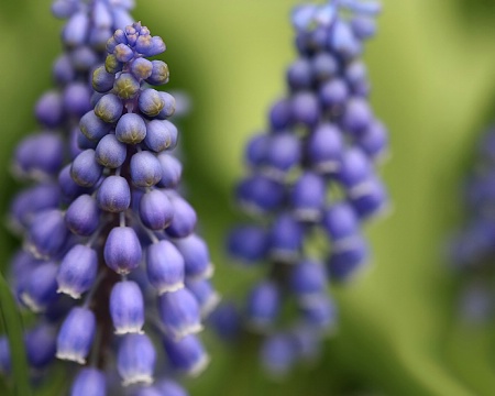 Grape Hyacinth