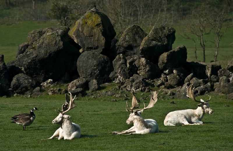 White Fallow Deer, Wildlife Safari-OR - ID: 9973083 © Denny E. Barnes