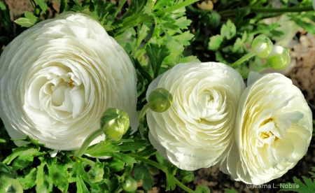  White Ranunculus
