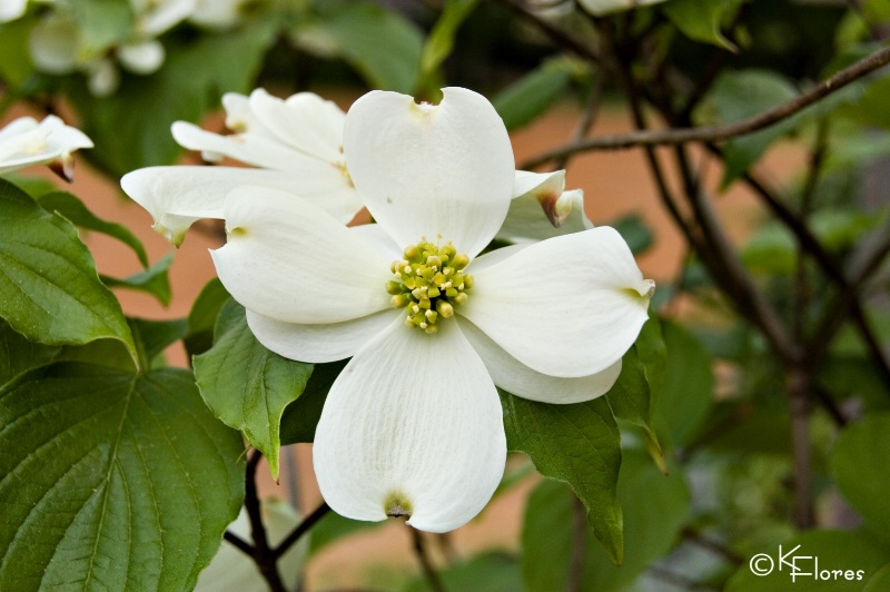 Dogwood 