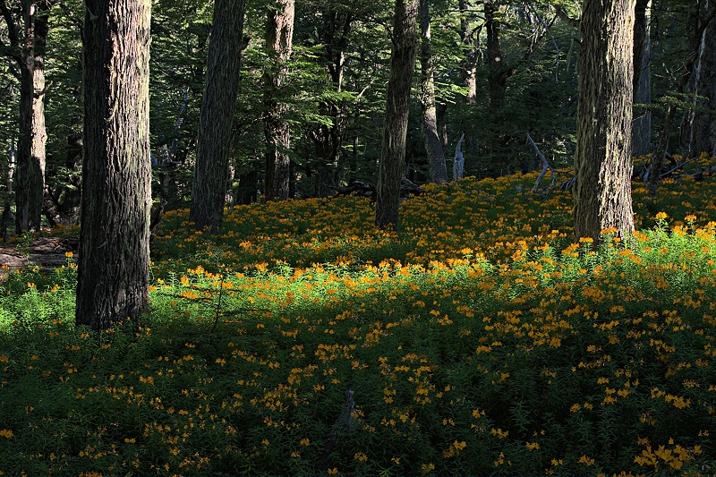 Last sun rays in the late summer lenga forest