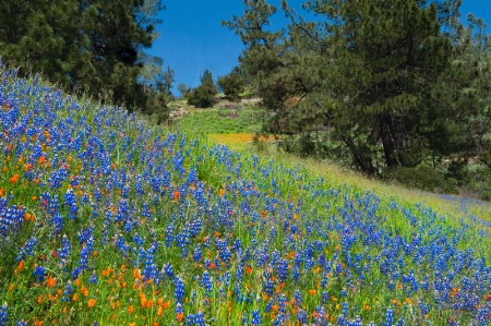 Spring Meadow