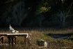 Fishin' Gone 