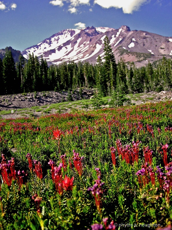 Mt Shasta 