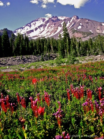 Mt Shasta 