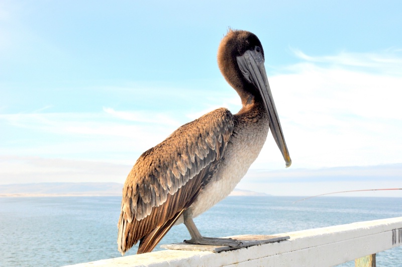 Posing Pelican - ID: 9975753 © Kay McDaniel