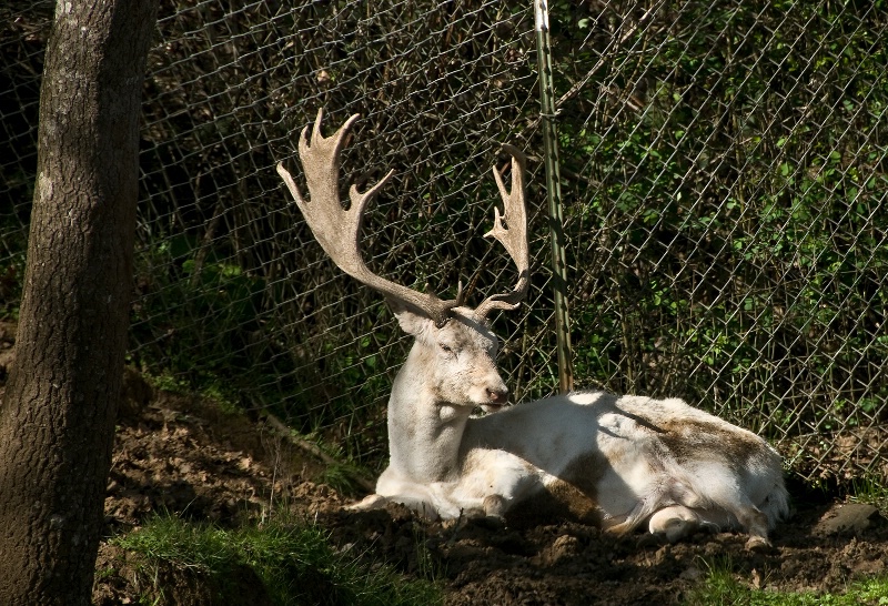 White Fallow Deer Stag, Wildlife Safari-OR - ID: 9975854 © Denny E. Barnes