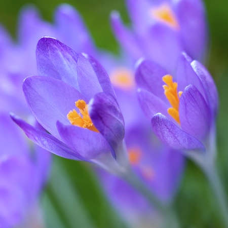 Early Bloomers