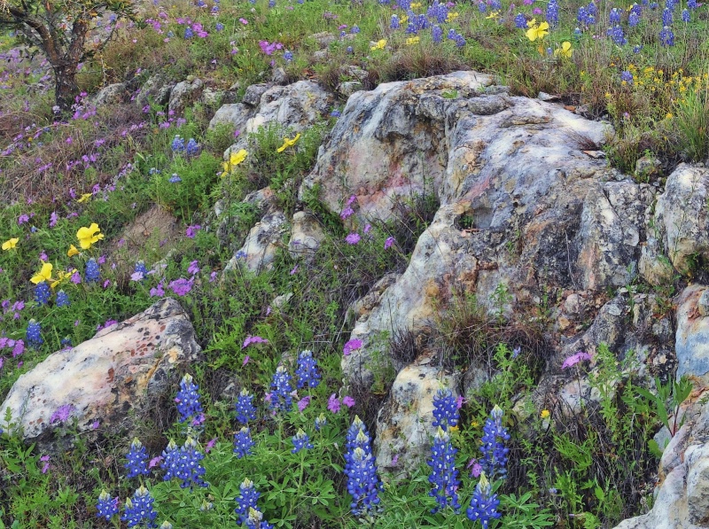 Roadside Beauties