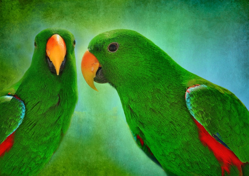 Parrots