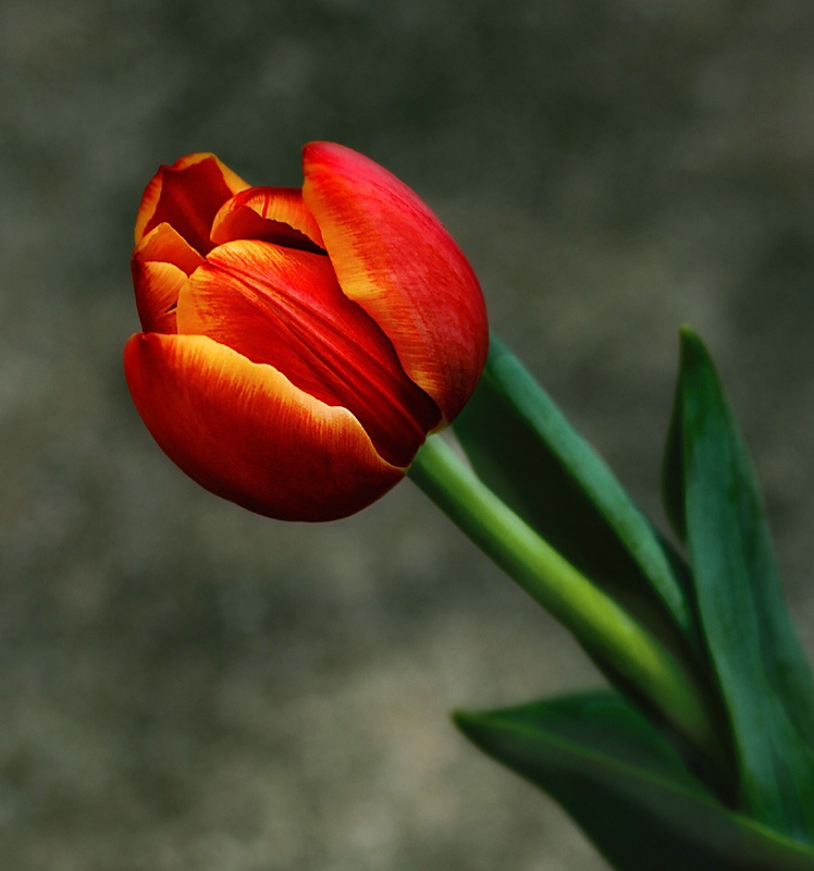 Tulip