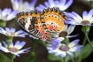 Lacewing
